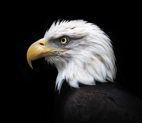 Head and shoulder of a bald eagle, haliaeetus leucocephalus, isolated on black background. Side face portrait of an American eagle, US national character, very beautiful bird with proud expression.