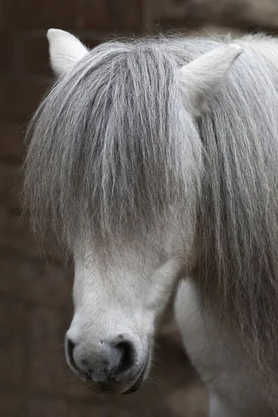 The head of a small gray hairy horse. Cute and cuddly pony with eyes, covered with long foretop. Romantic and coy horse lady with hidden face top. Animal face portrait.