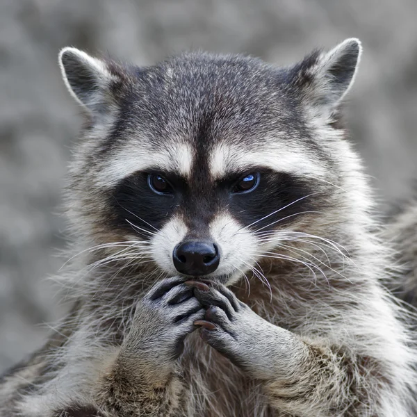 The head and hands of a cute and cuddly raccoon, that can be very dangerous beast. Side face portrait of the excellent representative of the wildlife. Human like expression on the animal face
