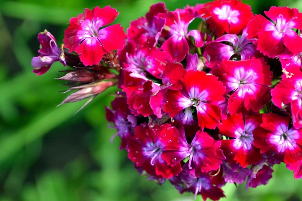 Beautiful sprig of flowers carnation