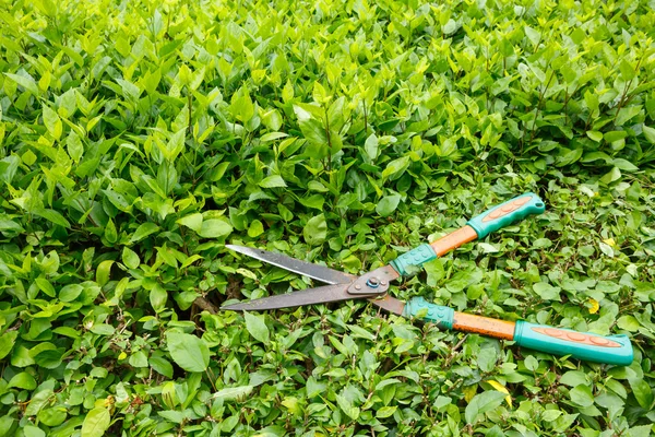 Trimming shrubs scissors