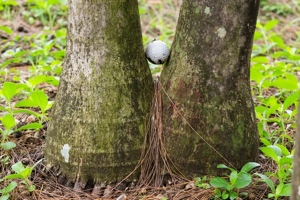 Golf ball stuck between two palm trees