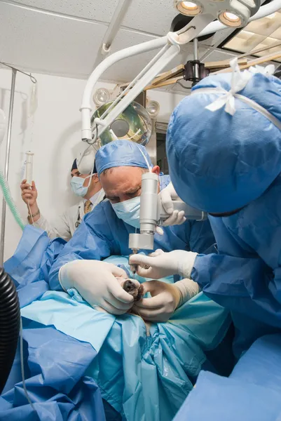 Veterinary performing an operation