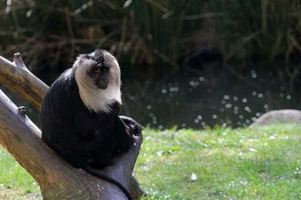 Wanderu or Lion-tailed macacque