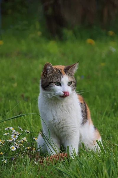 Lucky cat lick nose