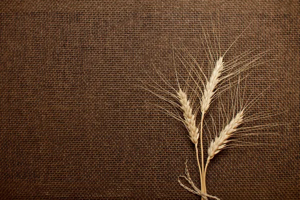 Wheat ears over brown canvas, hessian, burlap texture