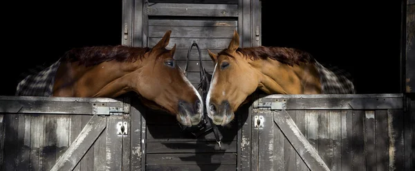 Horses in love