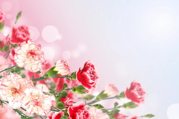 Postcard with elegant carnations