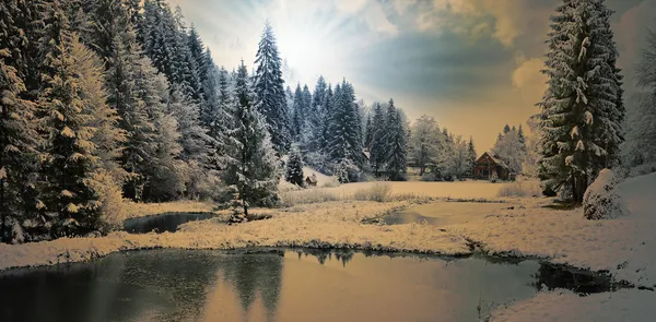 Winter forest in Carpathians
