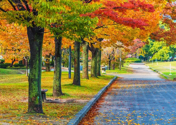 Autumn Laves at Hiroshima Central Park in Japan