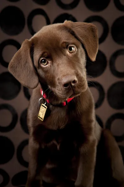 Adorable chocolate lab puppy