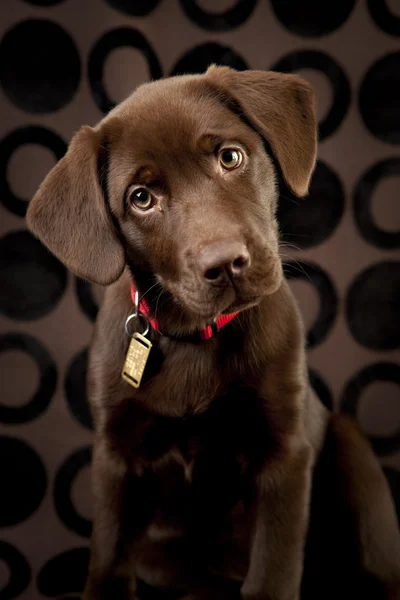 Adorable chocolate lab puppy