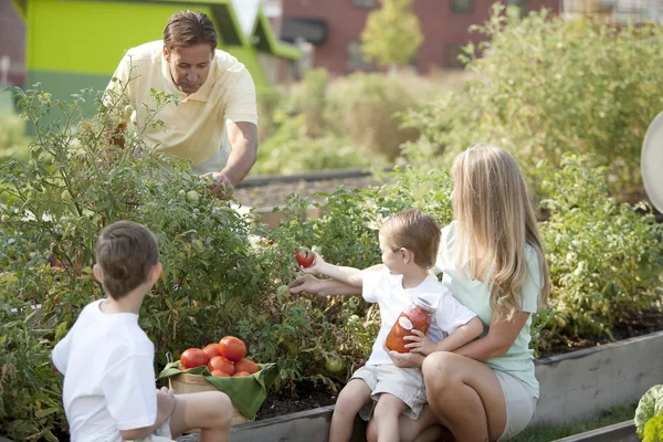 Gardening. Caucasian family picking vegetables together