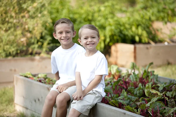 Gardening. Caucasian brothers picking vegetables together