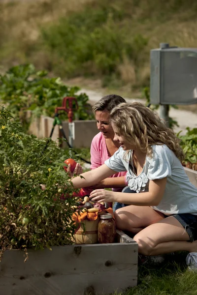 Gardening. Caucasian mother and her teenage daughter picking vegetables