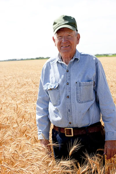 Hardworking old farmer stands in wheat field