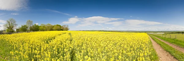 Oilseed Rape, Canola, Biodiesel Crop