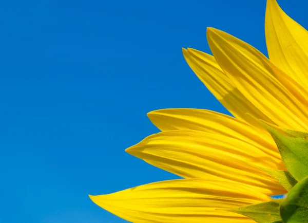Fragment of a sunflower on a background of clear sky