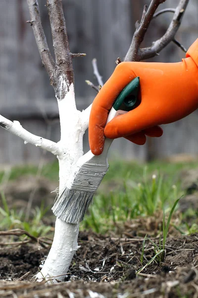 SPRING protection of fruit trees in the garden. whitewashing trees