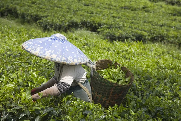 Tea picker on a tea plantation in Puncak, Java, Indonesia