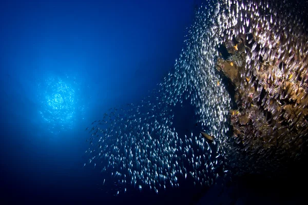 School of glass fish on a coral reef underwater with a blue water background and weak sun burst.