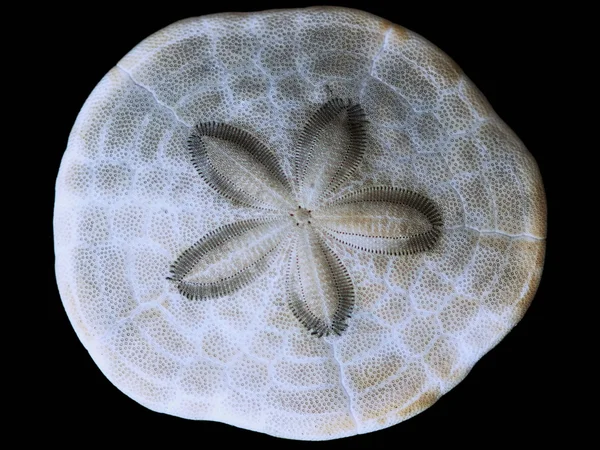 Clypeasteroida (Sand dollar or Sea Urchin)
