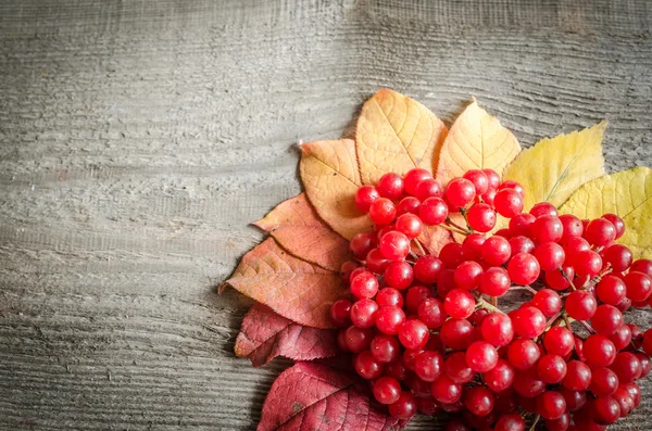 Autumn leaves and berries background