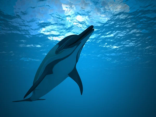 Dolphin under water