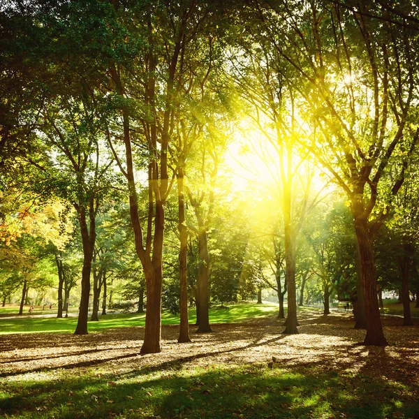 Trees in Central Park New York, USA.