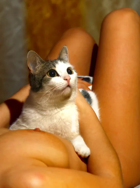 Кошки на теле женщин Кошки на теле женщин