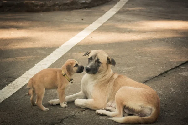 Mother dog and Puppy