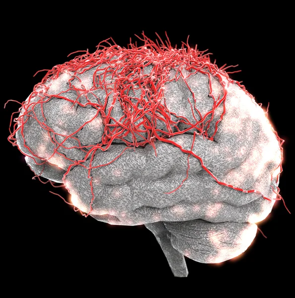 Brain nerve cells