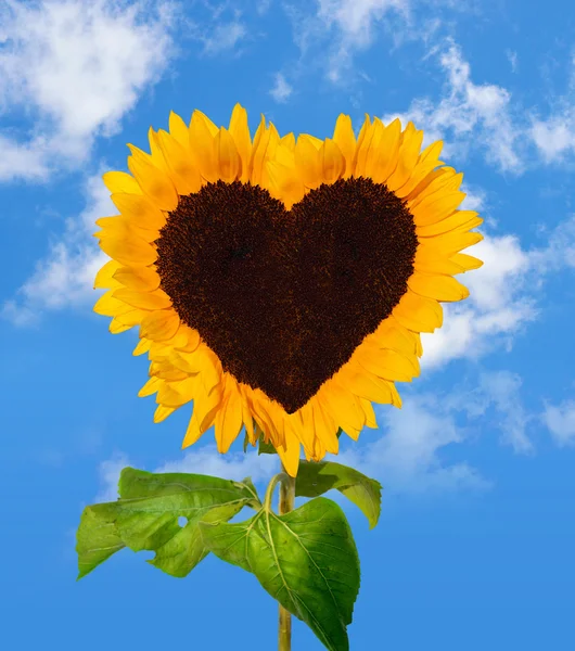 Sunflower head shows a heart-shape