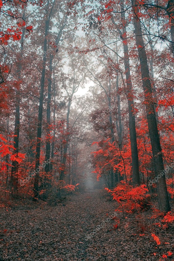 Autumn Forest Stock Photo By Balazskovacs