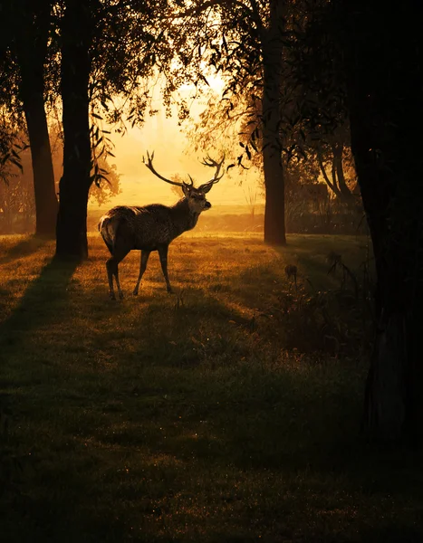 Deer in sunset in the forest