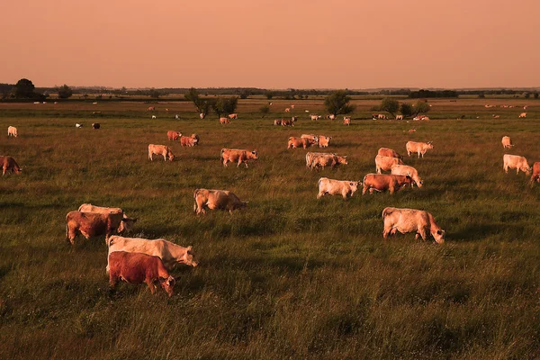 Cow herd in sunset