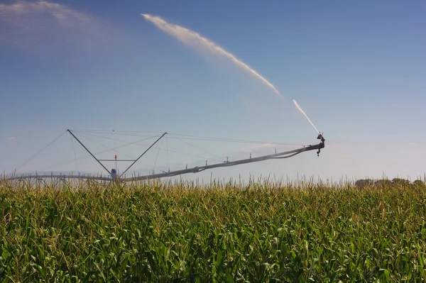 Corn field irrigation