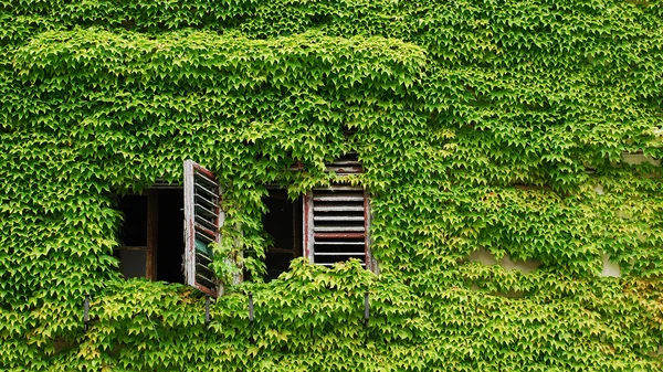 Window of the house entwined with vines