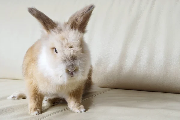 Golden rabbit sitting on a home sofa, looking at camera.