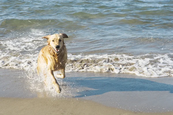 Golden retriever dog running out of the sea on a beach.
