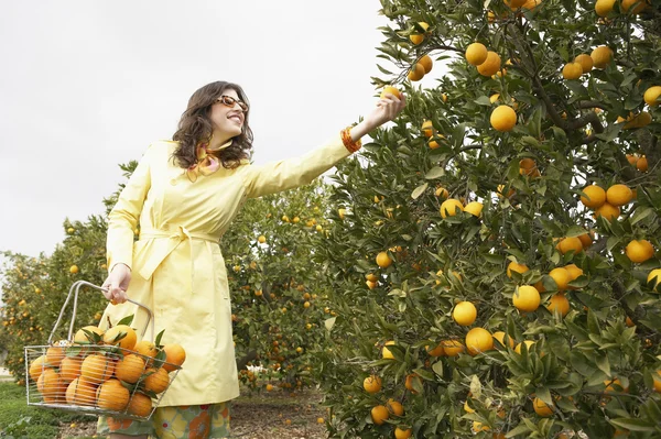 Sophisticated woman reaching for an orange from a tree