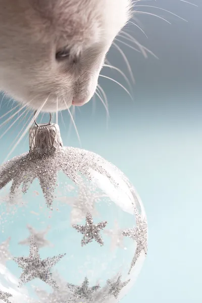 White cat holding a Christmas tree barball ornament in it's mouth against a blue background.