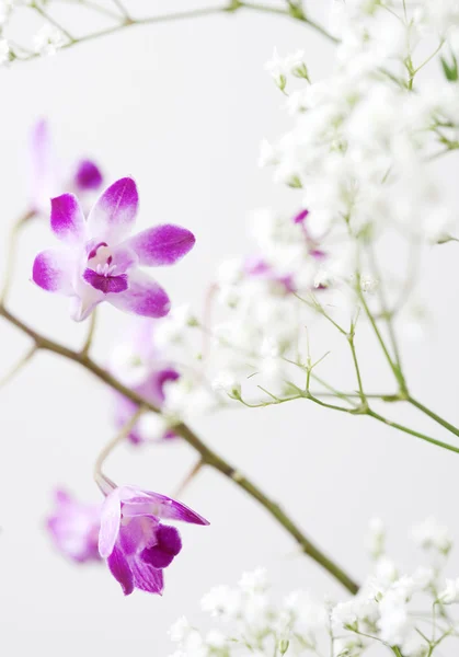 Small purple orchids and white flowers detail