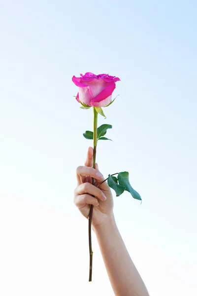 Woman hand holding one bright pink rose