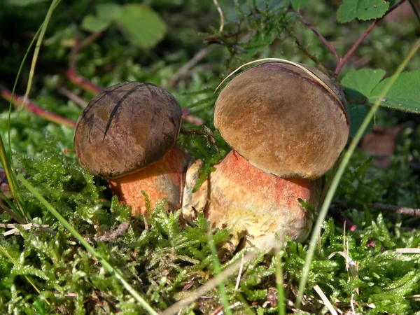 Two mushrooms in the woods growing in moss