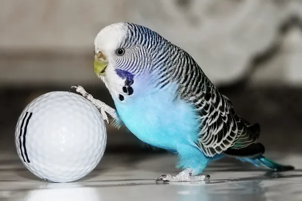 Budgie