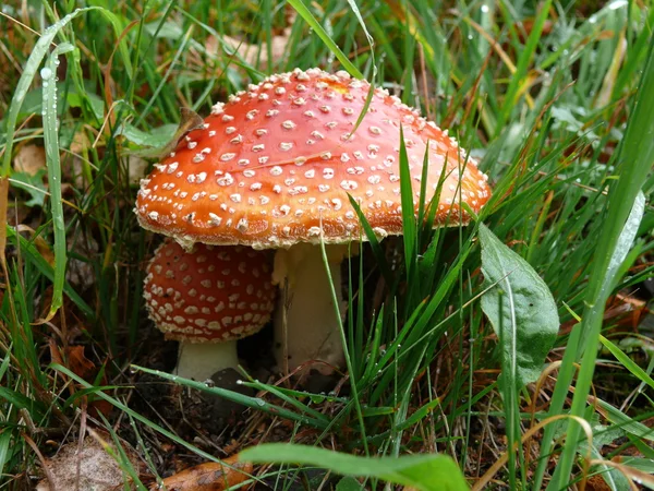Red mushrooms