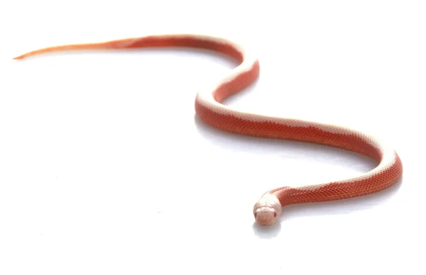 striped albino sinaloan nude natasha hendridge