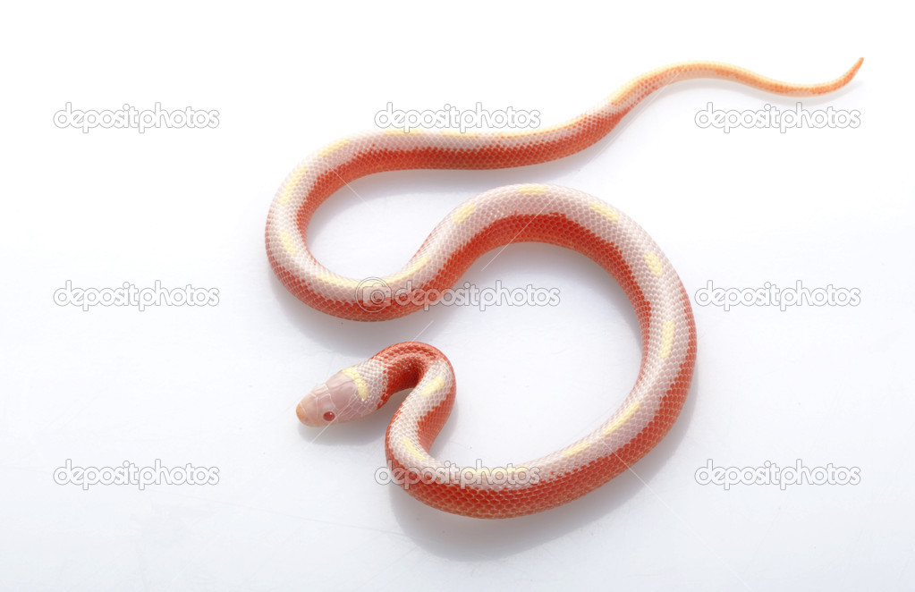 bib boob vids striped albino sinaloan