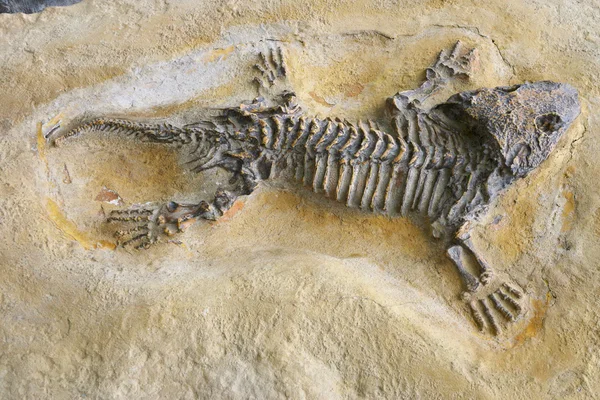 Dating The Fossil Record Worksheet Answers - Worksheet List